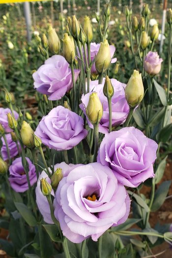 Lisianthus Lavender 
